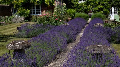 lavender lining a path in a cottage garden