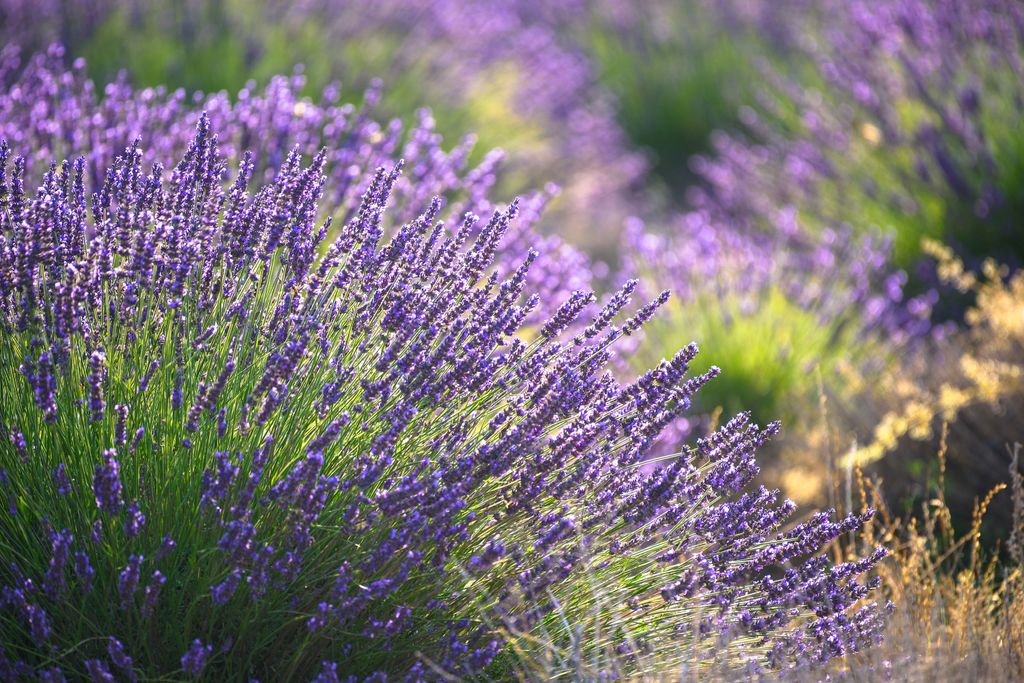 Lavender joy. Черничная Лаванда. Dottera Лаванда. Лаванда куст. Лаванда на клумбе.