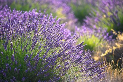 flowering lavender bush in a garden