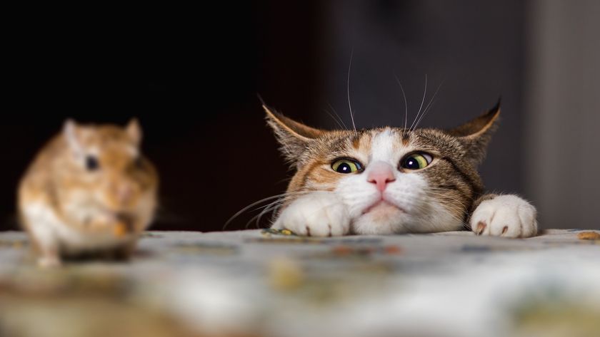 Viral Video: What The Fox Actually Sounds Like | Live Science