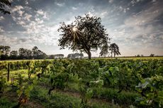 Maison Albert Bichot