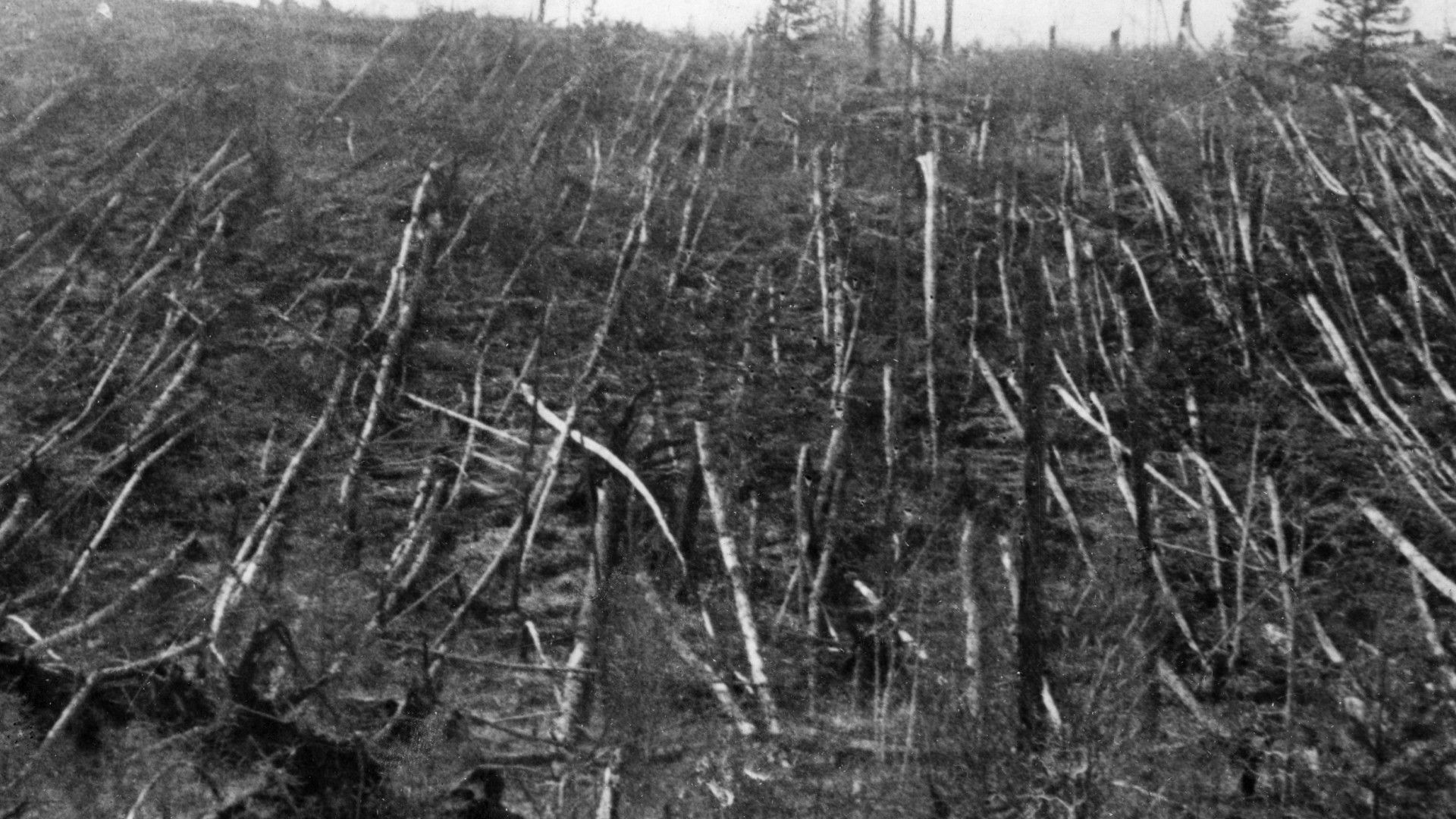 trees flattened in parallel rows