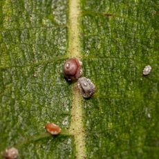 Scale insects on leaf