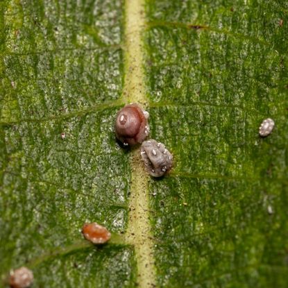 Scale insects on leaf