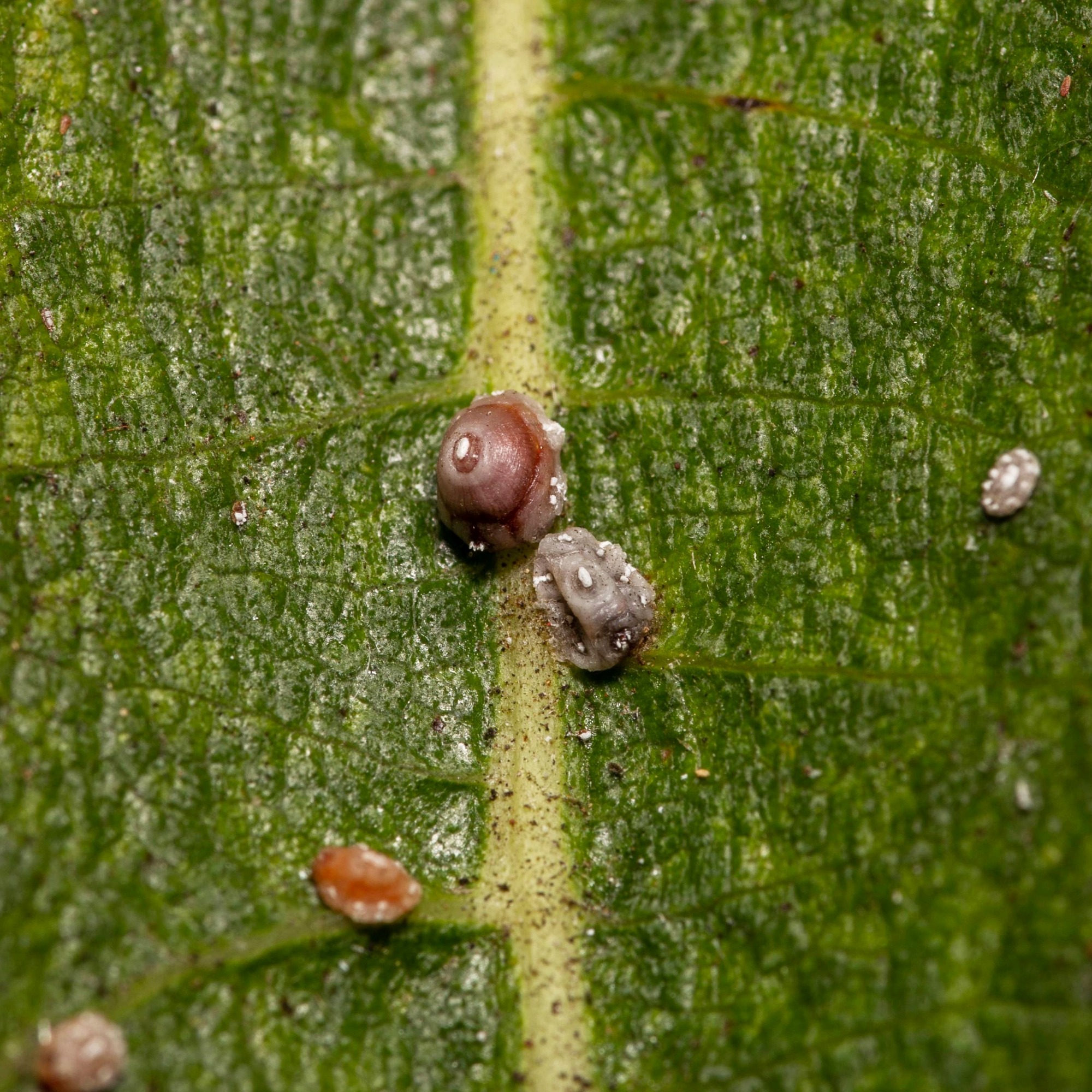 Scale insects on leaf