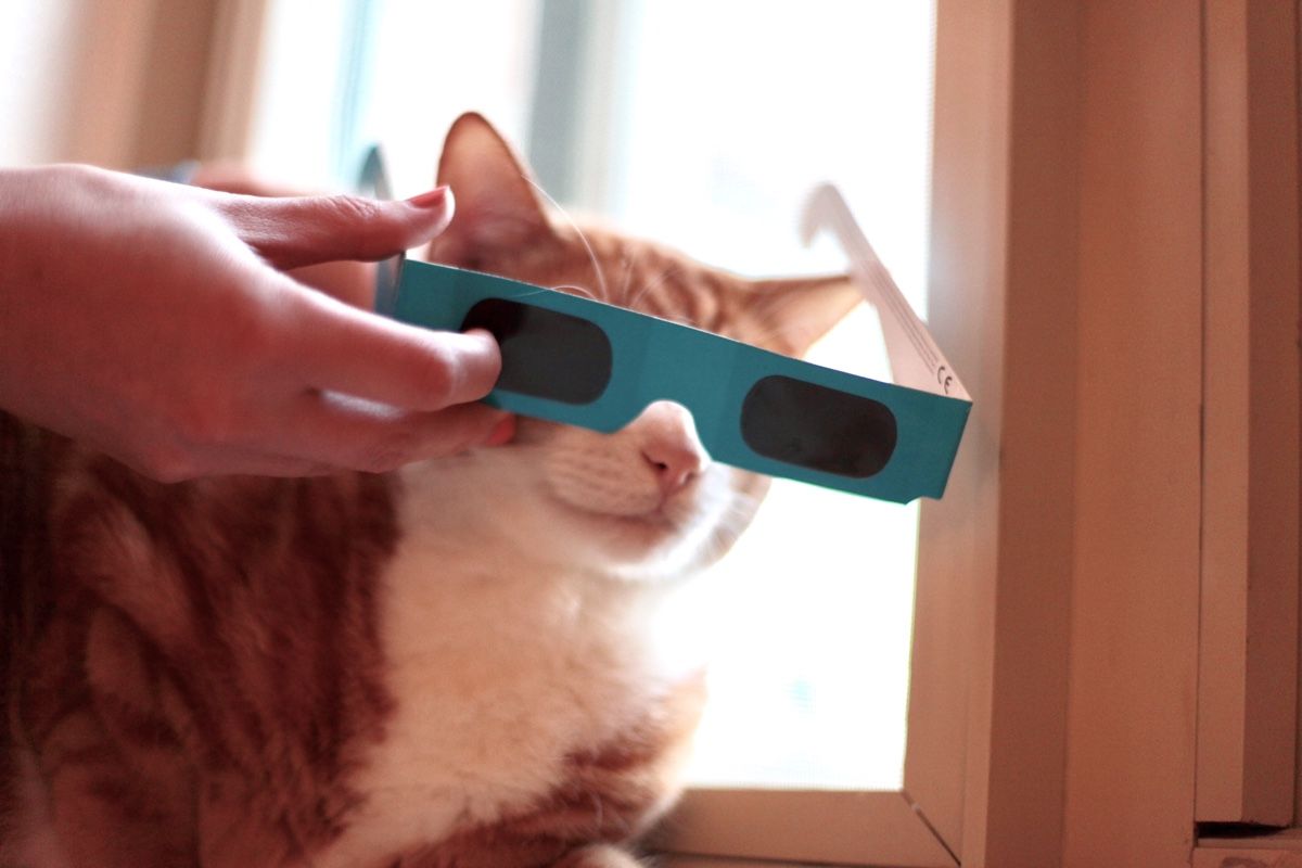 Can Your Pet Go Blind from the Solar Eclipse? Live Science