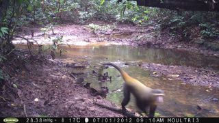 Camera trap image of a lesula monkey