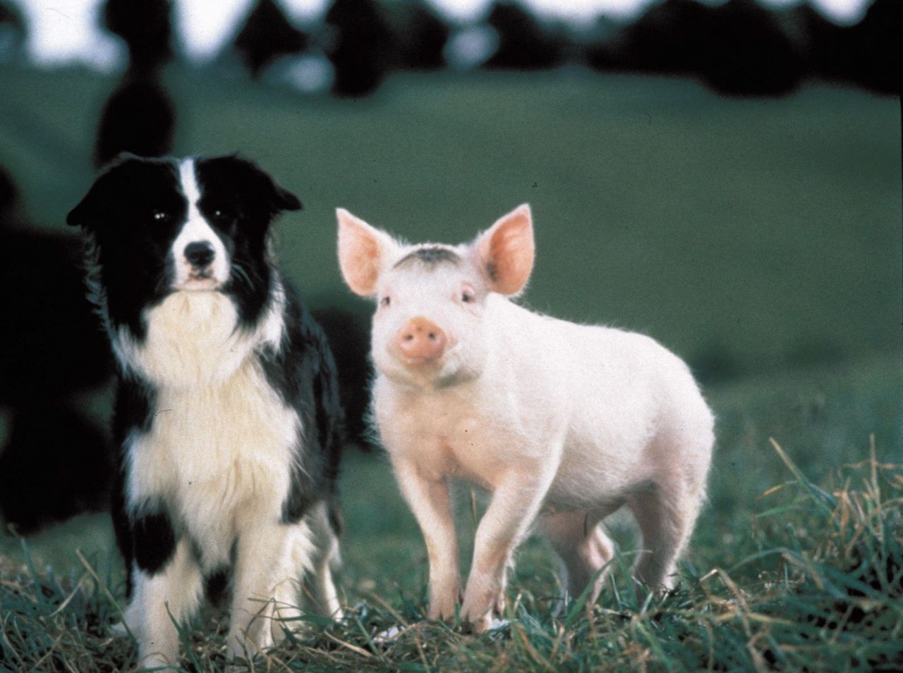 A black-and-white Border Collie stands beside a small pink piglet in a grassy field, both looking forward against a blurred green countryside backdrop.
