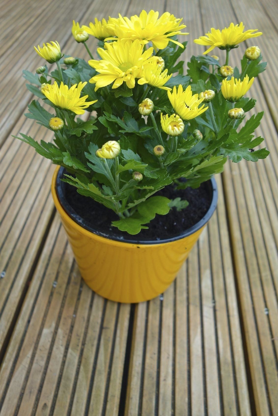 Yellow Potted Chrysanthemum Plants