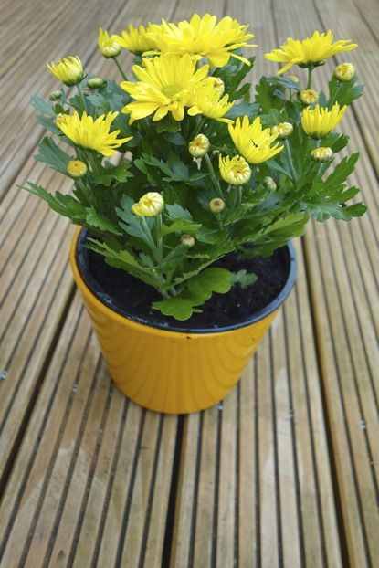Yellow Potted Chrysanthemum Plants