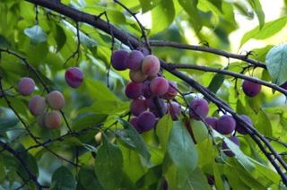 plum tree