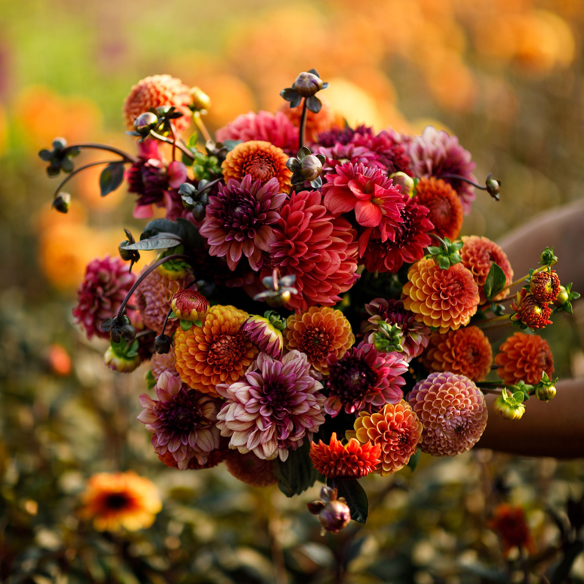 Dahlia Tubers (ball &amp;amp; Decorative) - Old Rose Mix