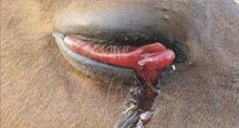 African_Horse_Sickness_1_copy.jpg