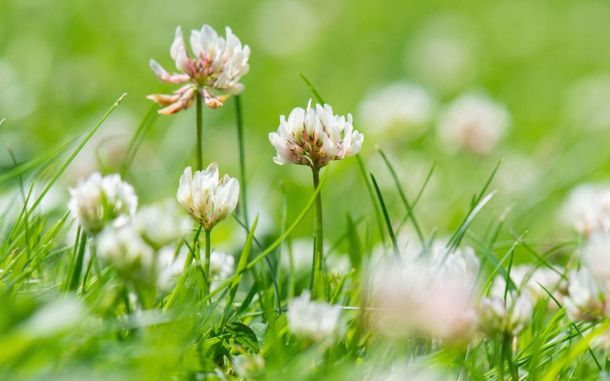 Growing A Clover Lawn To Cut Down On Mowing What To Know About The