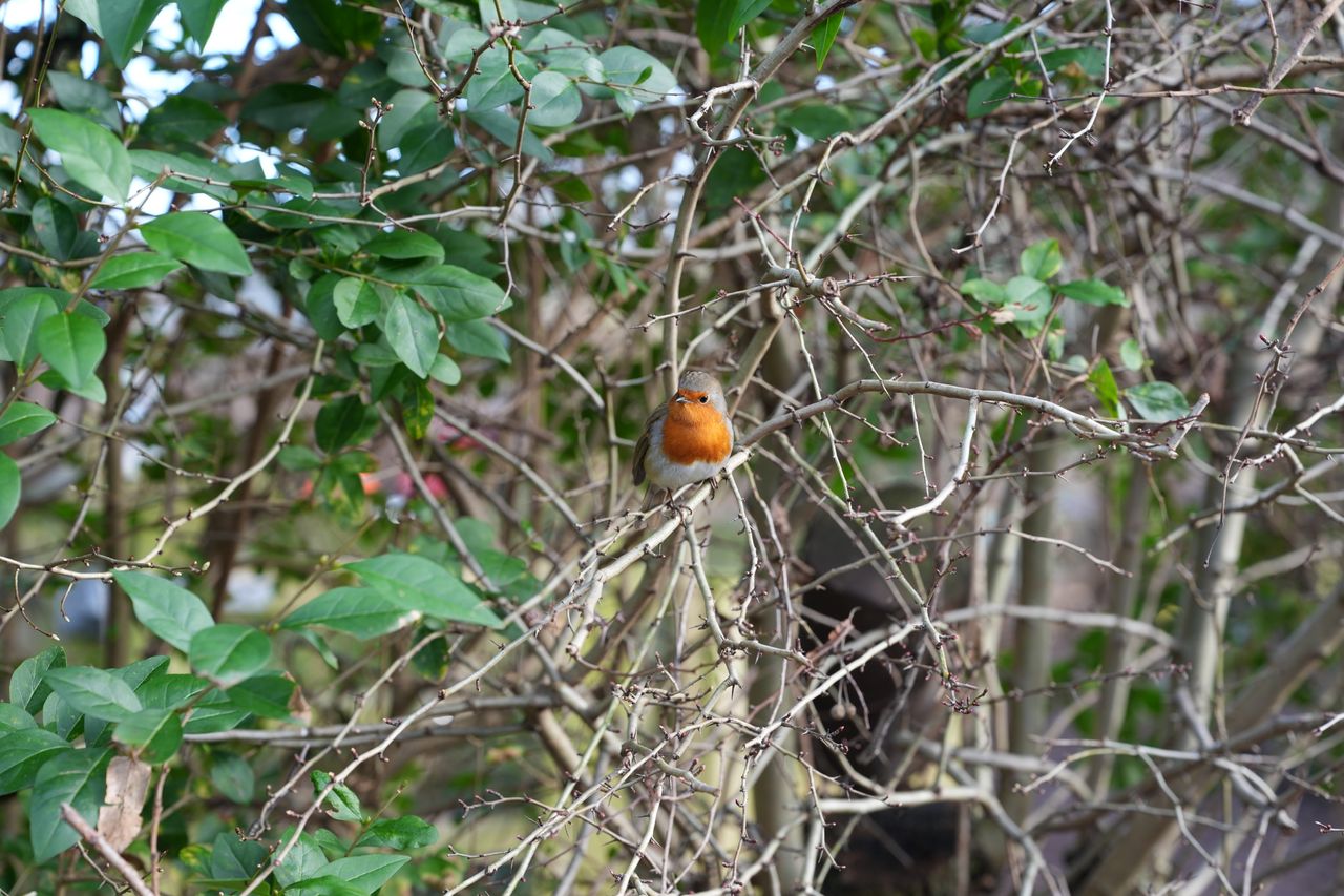 A photo of a robin, taken on a Sony A1 II mirrorless camera and with a Sony FE 28-70mm F2 GM lens