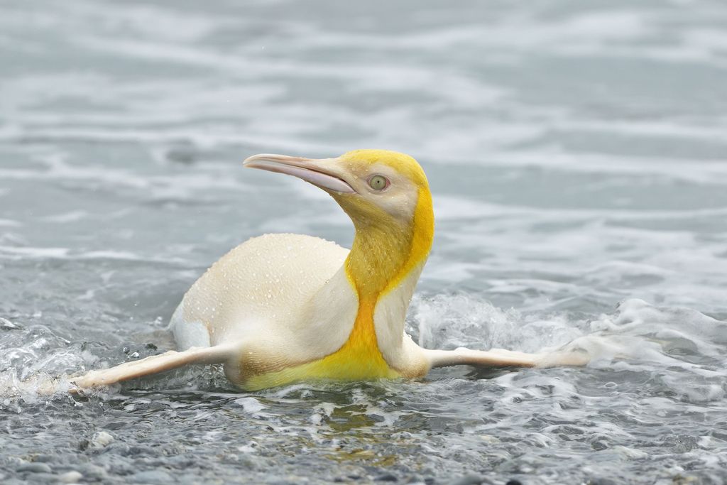 There's a rare yellow penguin on South Georgia island, and biologists can't quite explain it
