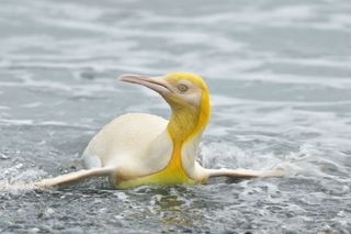 A wildlife photographer captured images of a rare yellow penguin.