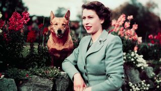 Queen Elizabeth II of England at Balmoral Castle with one of her Corgis