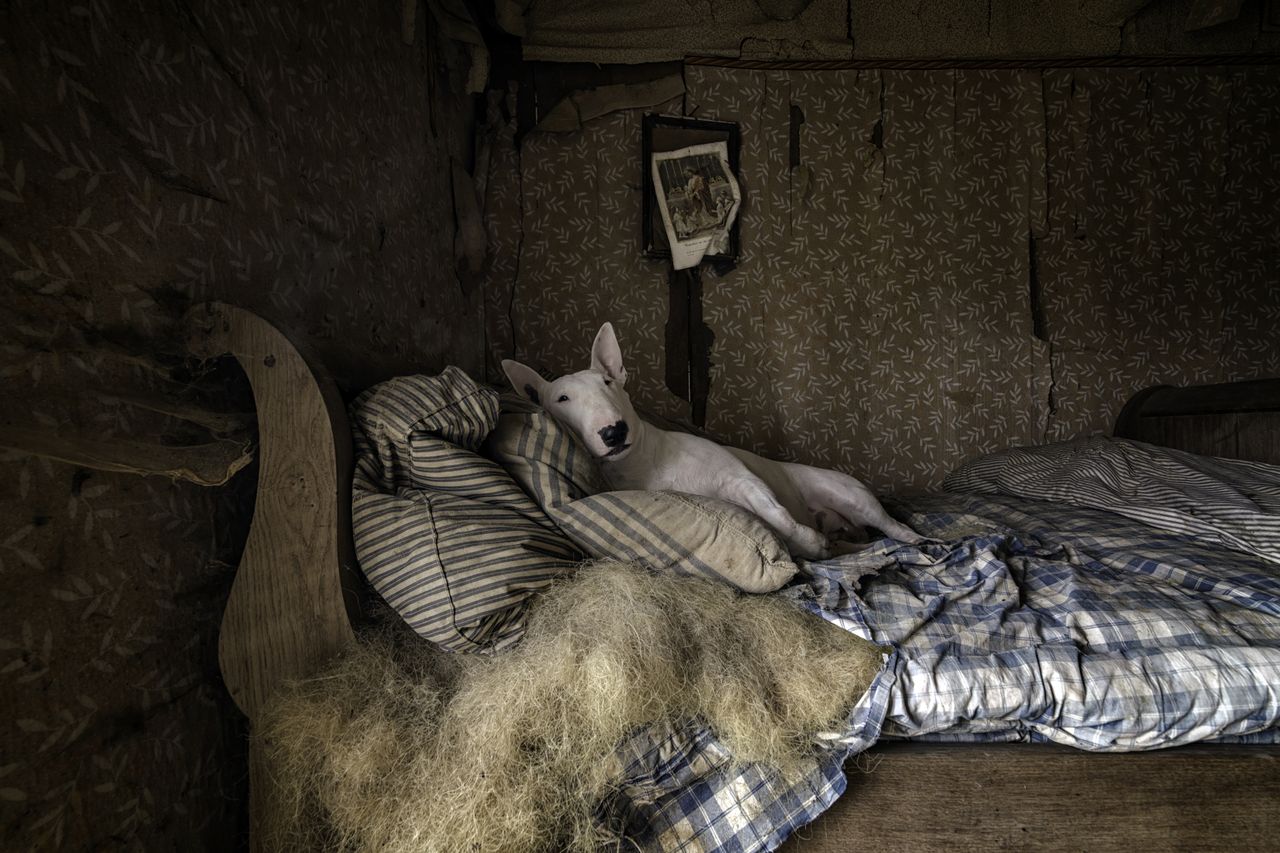 English Bull Terrier reclining on a messy bed