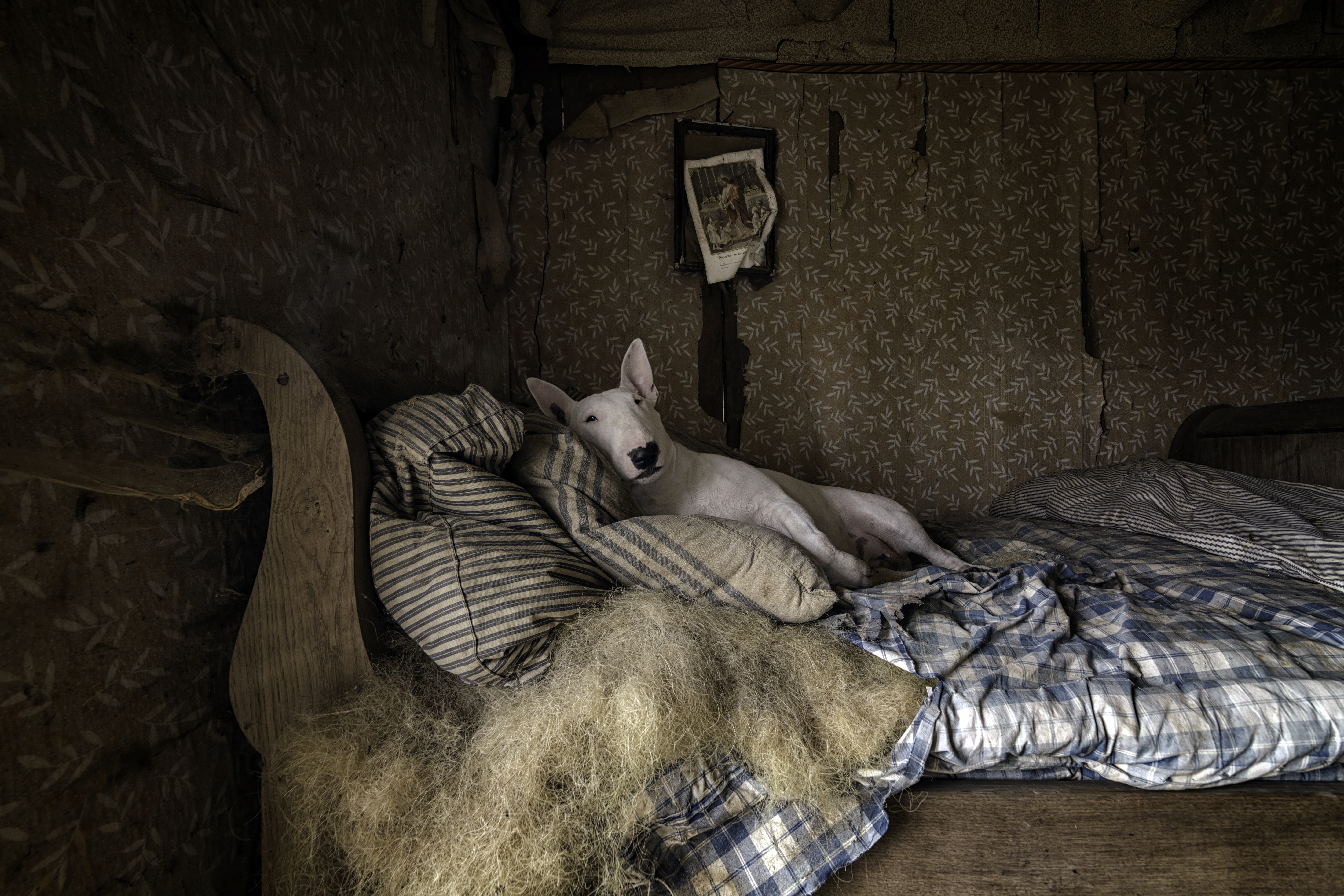 English Bull Terrier reclining on a messy bed