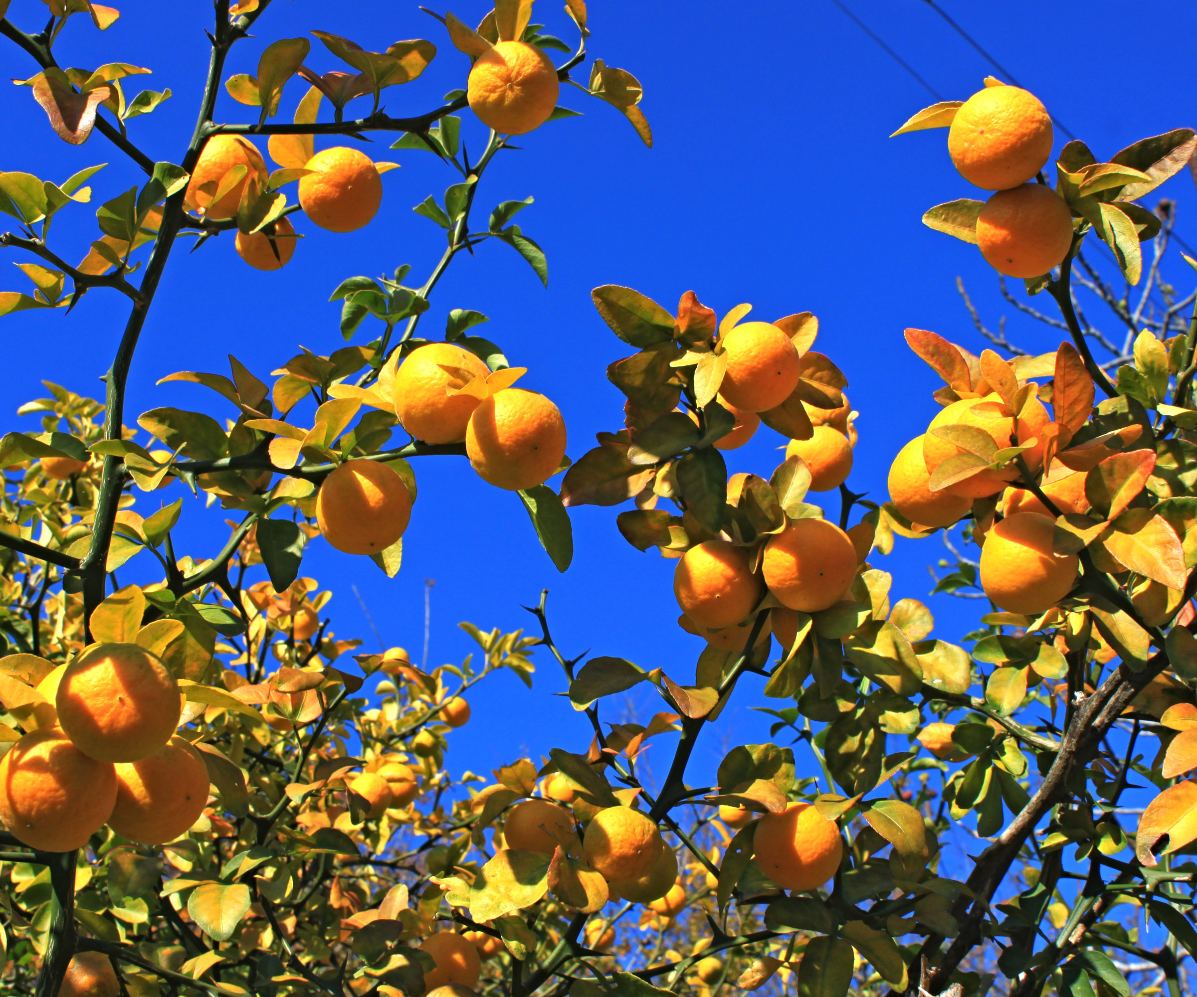orange fruit of hardy citrus shrub against bright blue sky