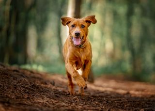 dog out on a walk