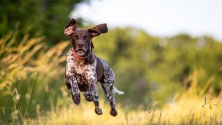 German Shorthaired Pointer