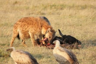 hyena and carcass