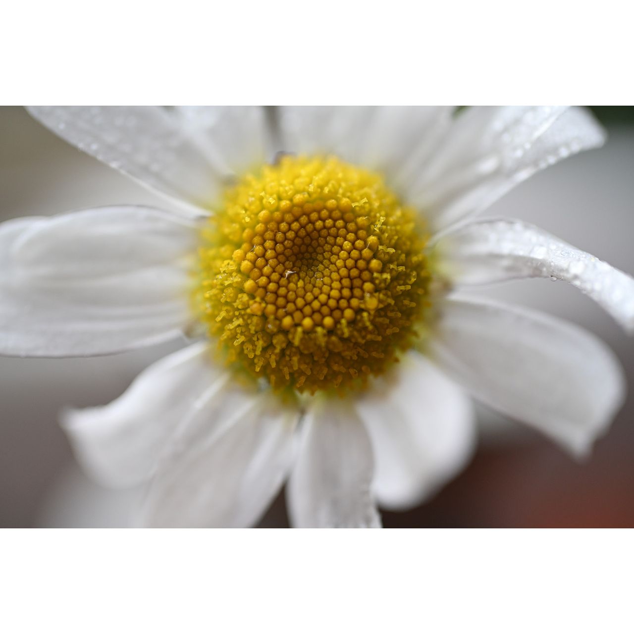 Close-up of daisy