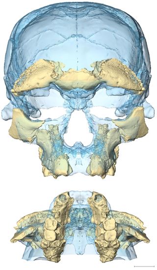 These are two views of the face of one of the individuals, dubbed Irhoud 10, whose remains were found at the Morocco site.