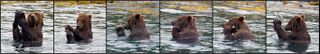 This is the series of images Volker Deecke, a researcher from the University of Cumbria in the United Kingdom, captured in Alaska in 2010. The bear fishes a rock out of the stream, positions it in his hand, then rubs it against his face and muzzle. Then, whoops, drops it again.