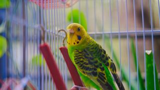 bird cage