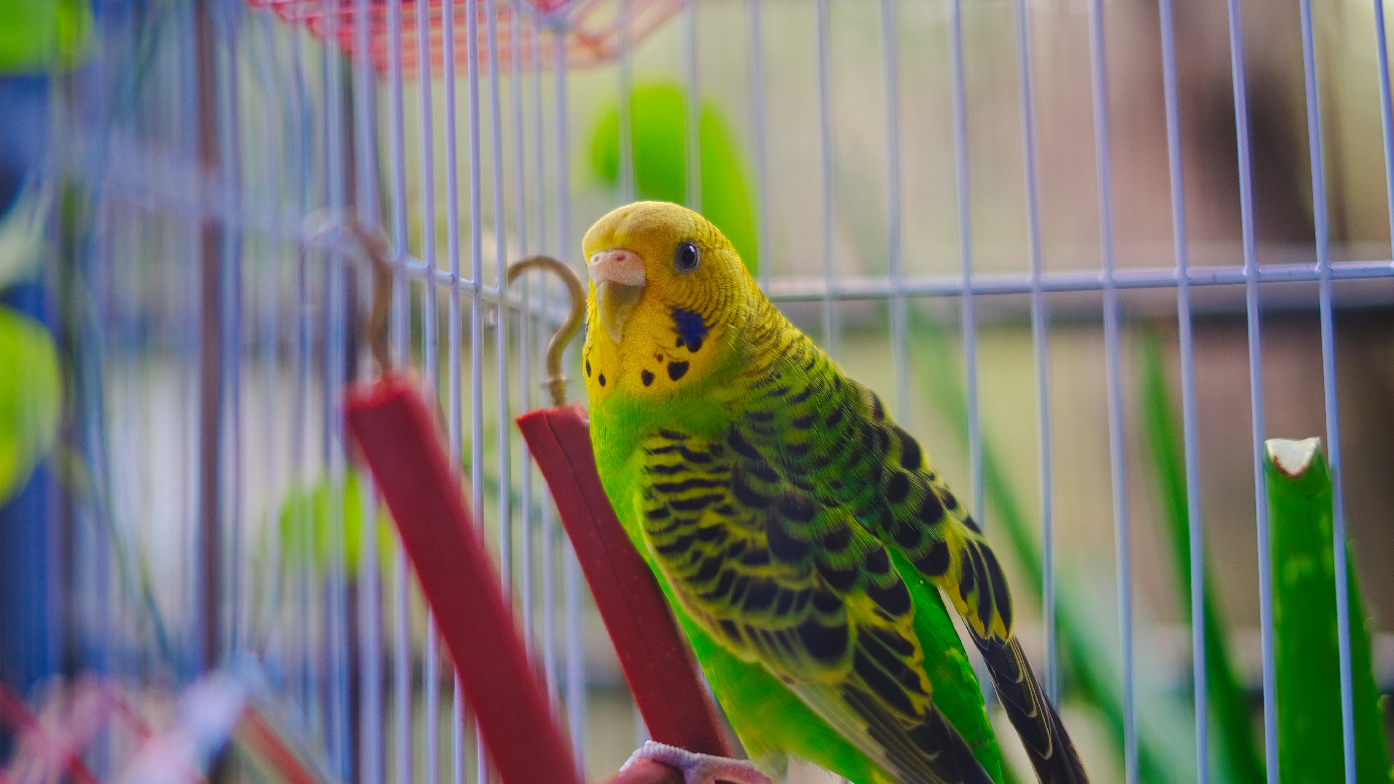 bird cage