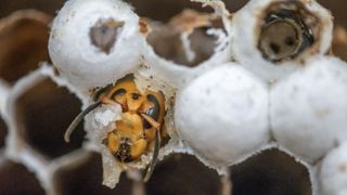 An Asian giant hornet (aka "murder hornet") prepares to emerge from a cell in a nest discovered in Washington State.
