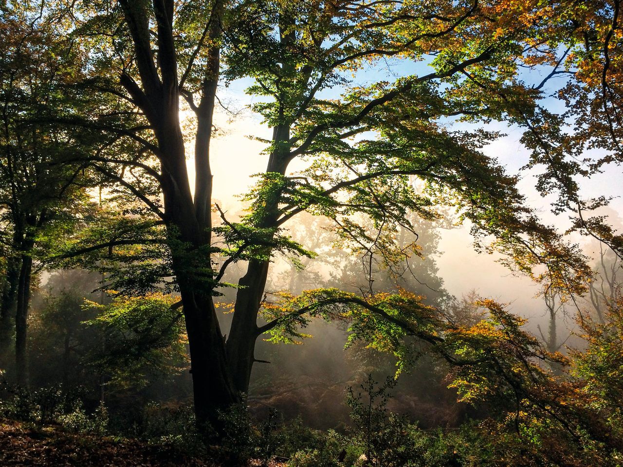 The ancient Elm once cast it&#039;s grand shadow across the land.