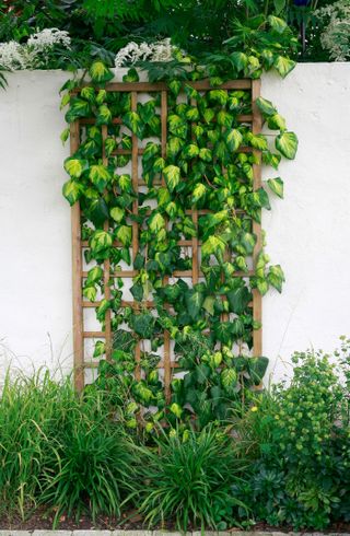 Evergreen climbers - ivy