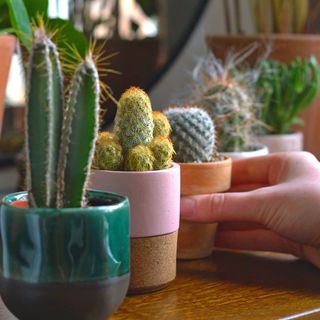 Barry's Cactus club hard-to-kill plant subscription