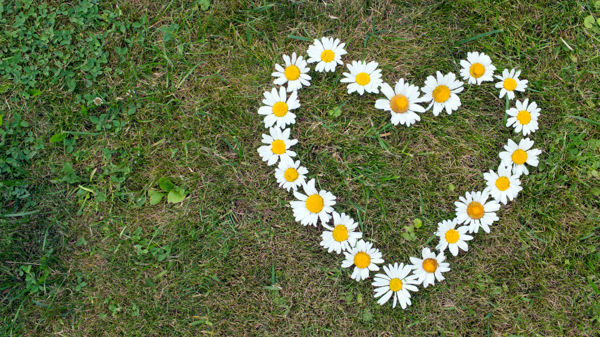 Daisies arranged in a heart shape on a lawn with brown and patchy grass