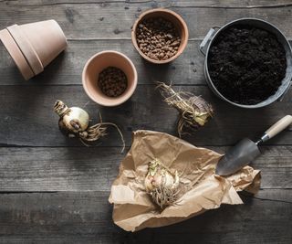 Three amaryllis bulbs, a trowel, and several pots