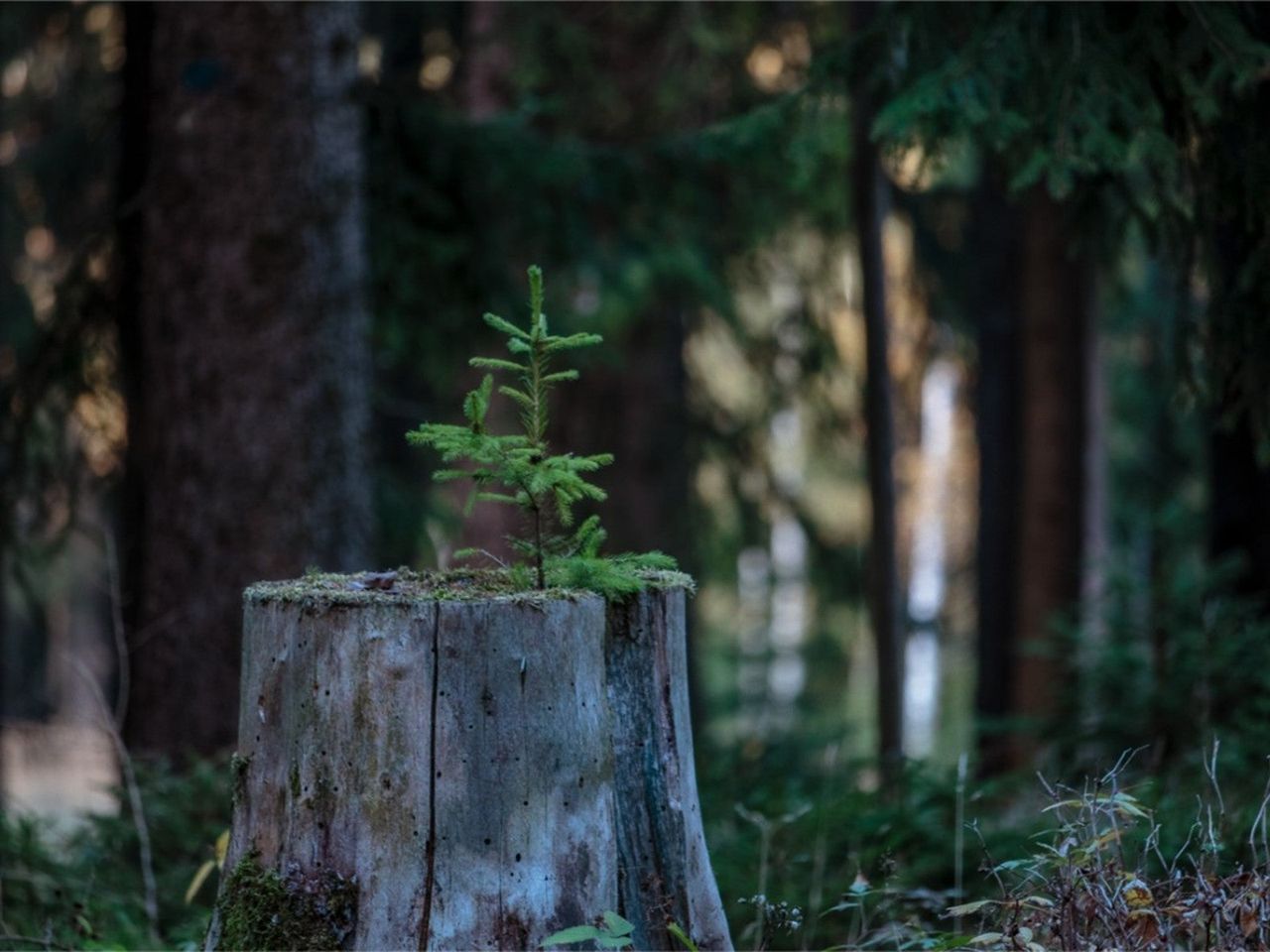 A small evergreen sapling grows out of a tree stump