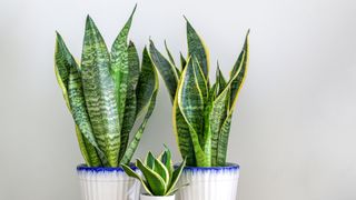 Snake plant (Sansevieria trifasciata) in white plant pot