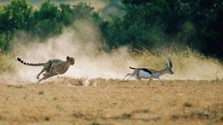 Cheetah chasing gazelle
