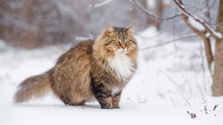 Siberian cat outside in snow