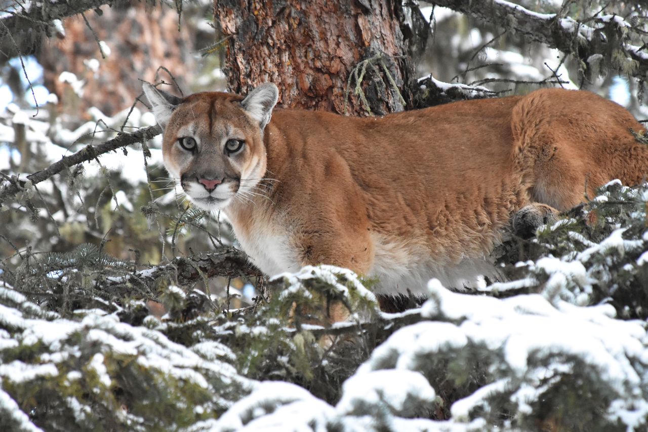 About half of cougars in the Greater Yellowstone Ecosystem have been exposed to plague, a small study finds.