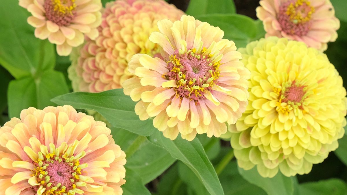 7 Gap-Filling Flowers with Instant Impact – Avoid the June Slump With a Yard that Flourishes Until Fall