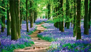 Bluebell wood in Hertfordshire, UK