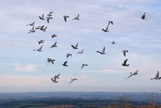 A flock of homing pigeons released and tasked with finding their way home.