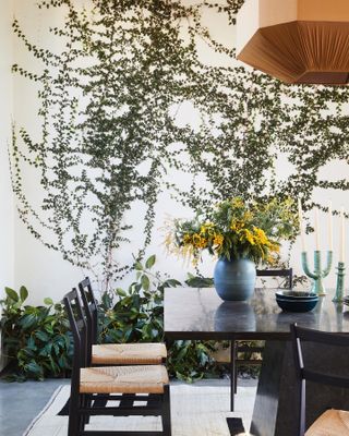 Indoor garden with Ivy growing up the walls