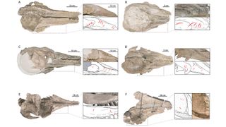 Skulls of Miocene sperm whales showed multiple bite marks; in some cases, more than a dozen marks were left by a variety of shark species.