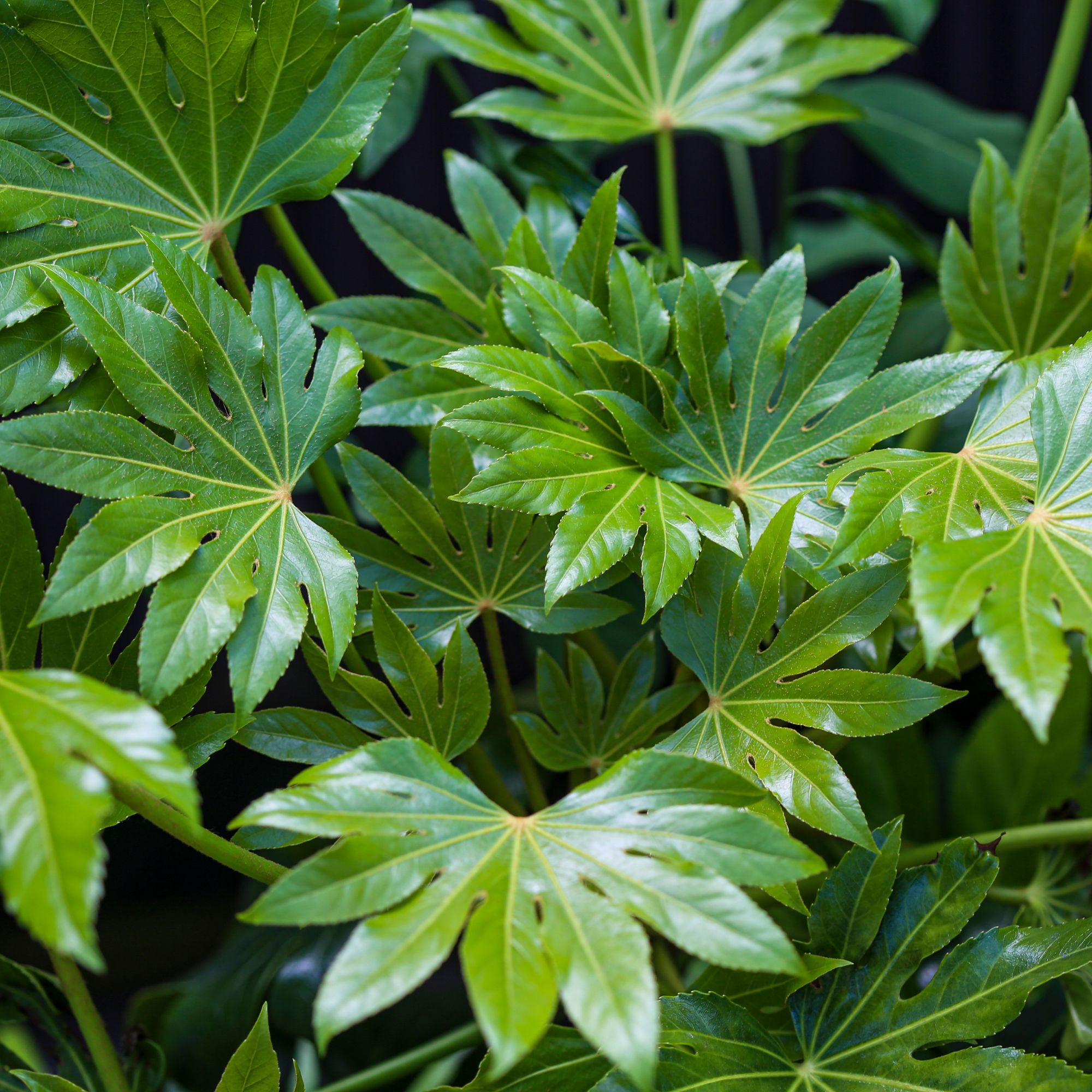 garden shrub Fatsia japonica